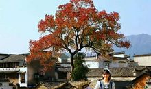 我爱家乡的古城 _350字