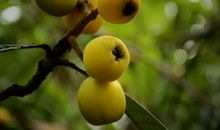 次日 枇杷丰收_400字