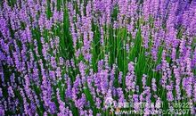 我渴望亲近大自然_650字