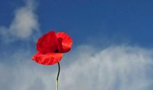 一枝独秀_1200字