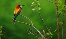 温暖的歌声_200字