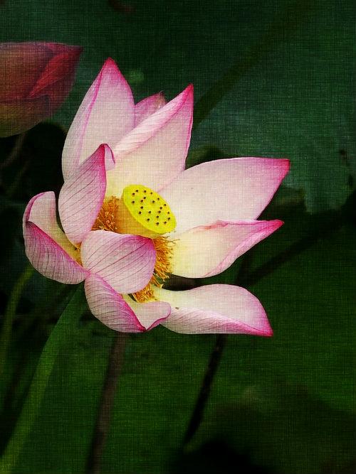 另见莲花_800字