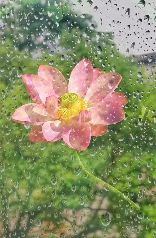“夏天”雨季_550字