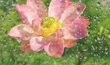 “夏”雨的季节_550字