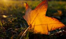 飘零的落叶——早已逝去的爱情_650字