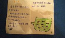 蚕宝宝日记_700字