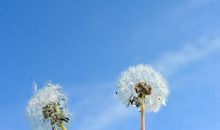蒲公英味道的天空_2000字
