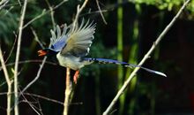 小鸟的遭遇_1200字