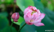 高三写景作文：西子湖畔，别样风情_1000字