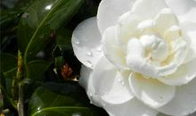 我曾经如此喜爱山茶花_750字