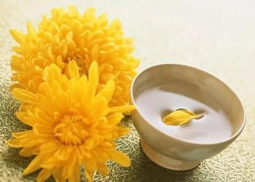 Chrysanthemum _700字