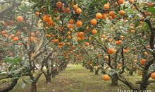 秋天的果园_500字