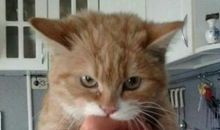 馋猫的经历_300字