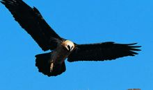 我是一只鹰_550字