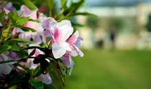 当春花烂漫的时候_1000字