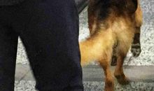 动物——人类的朋友_2000字