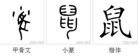 大鼠_1200字
