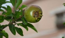 三棵海石榴_250字