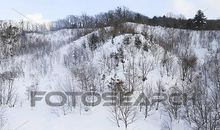 冬天上海下雪了_450字