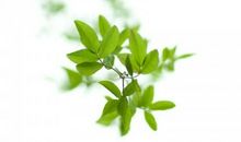 初二状物作文：绿叶_150字