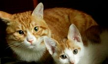 初二状物作文：我家的小猫_650字