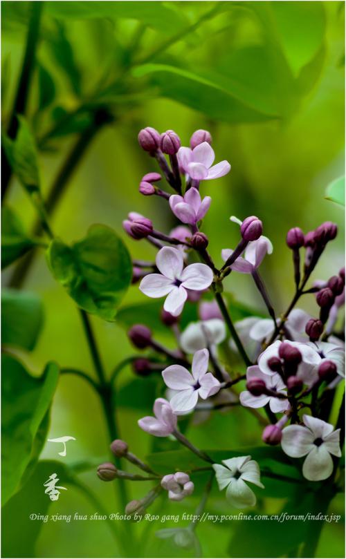 丁香花_500字