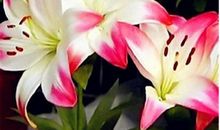 初二状物作文：玫瑰和百合_650字