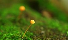 树木也有生命_250字