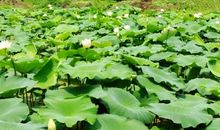 这个夏天的叶，你还能绿多久？_1200字