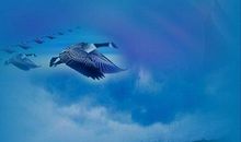 倾听大自然的声音_1000字