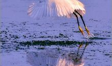 聆听大自然的声音_900字