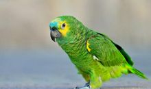 三年级状物作文：可爱的鹦鹉_350字