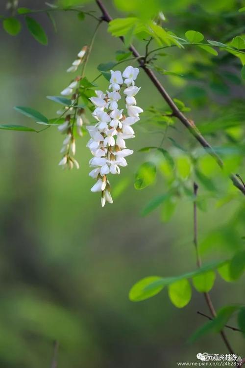 家乡的花_1200字