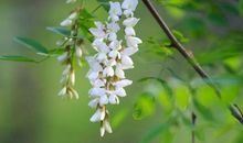 故乡的槐花_1200字