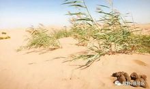 生命的痕迹_650字