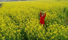 那片悄然开放的油菜花_600字