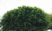 美丽的榕樟树_800字