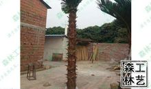 故乡的椰子树_550字