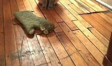 [7月渴望]我渴望回到曾经的家园_1200字