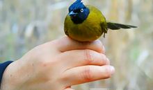 我愿是只小鸟_450字