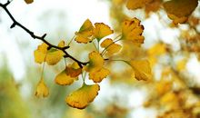 秋天的韵味_450字