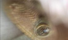 壁虎的观察_1200字