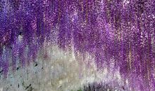 神秘的紫藤种子_750字