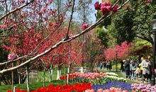 心中的桃花源_200字