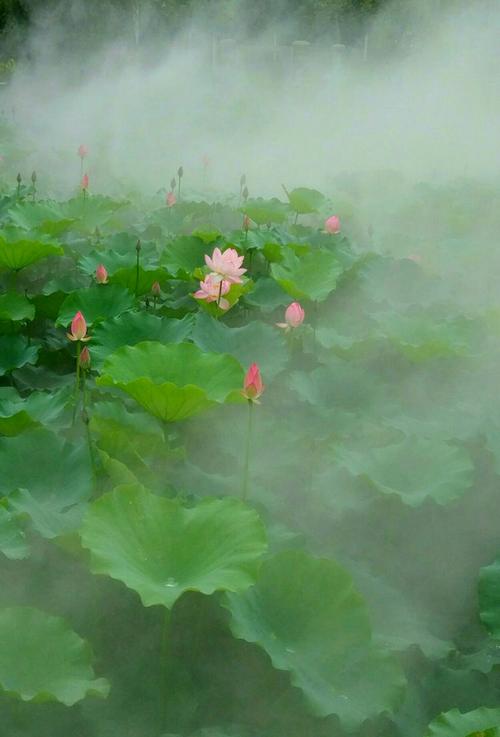 我的思想是桃花源_300字