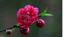 心中的桃花源_650字