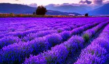 花海与生命_800字