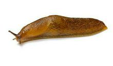 蜗牛爬过去为什么会有一条白线_450字