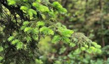 默默的松树_500字