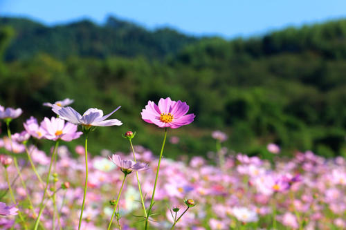 感恩节鲜花在幸福中开放分支_1000字